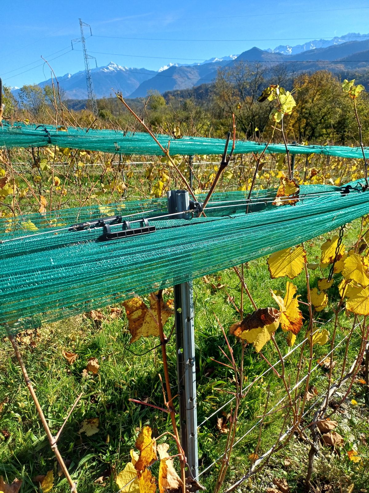 Filet vert replié le long du fil haut en automne, feuilles jaunes