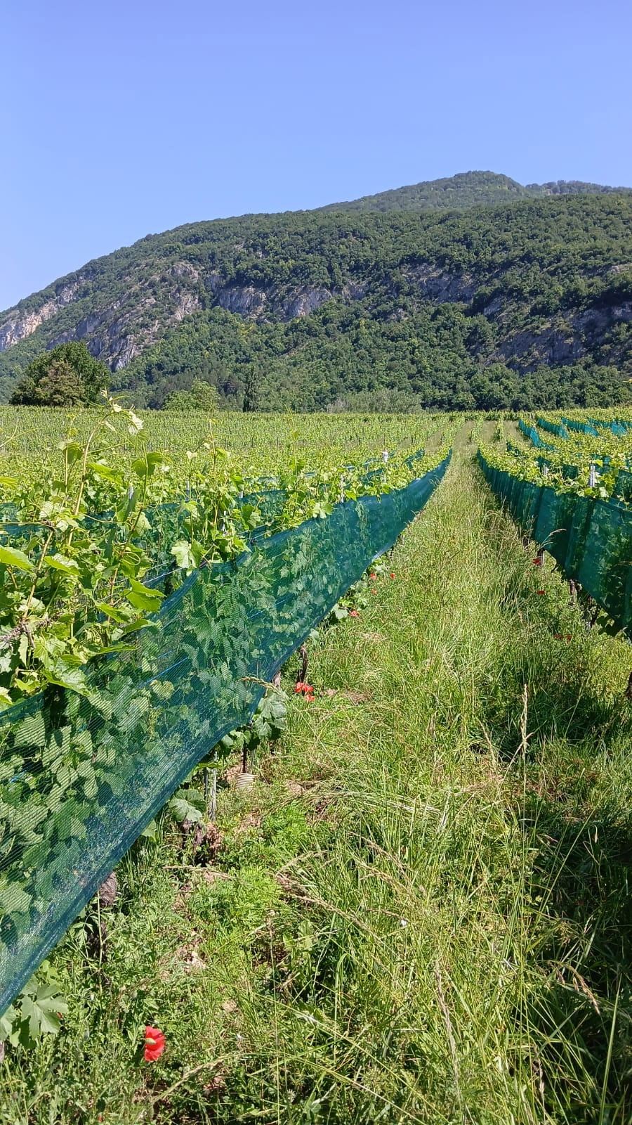 Rang en pleine végétation sous filet vert, coquelicots dans l'allée